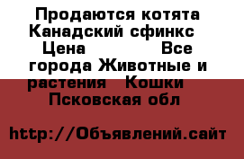 Продаются котята Канадский сфинкс › Цена ­ 15 000 - Все города Животные и растения » Кошки   . Псковская обл.